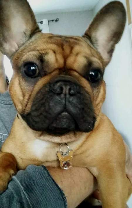 french bulldog lenna.jpg